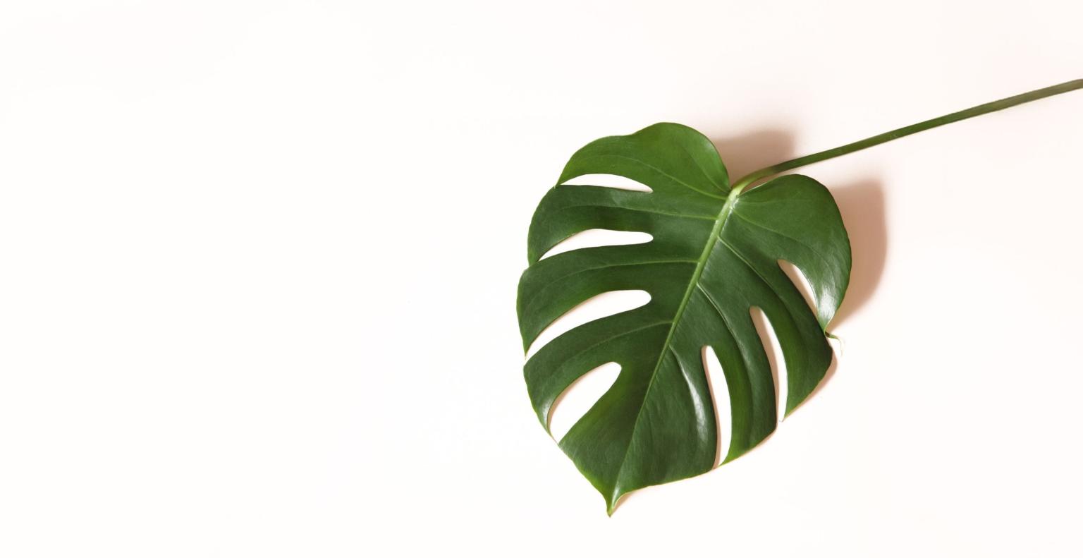 01K306HEV7J38QKPG467B3YW5A-v1